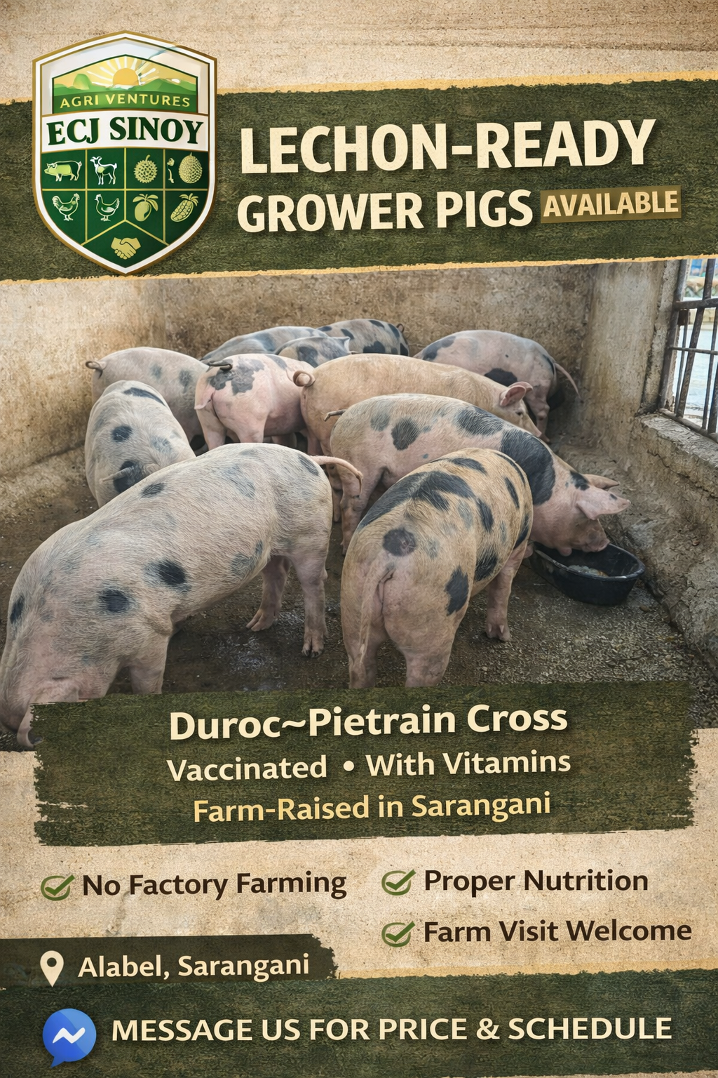 Duroc–Pietrain Cross Lechon-Ready Growers
