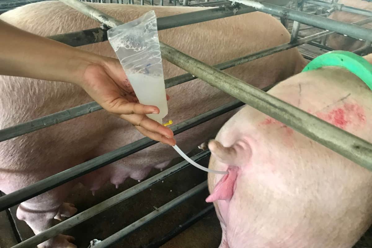 Pig Artificial Insemination (AI)