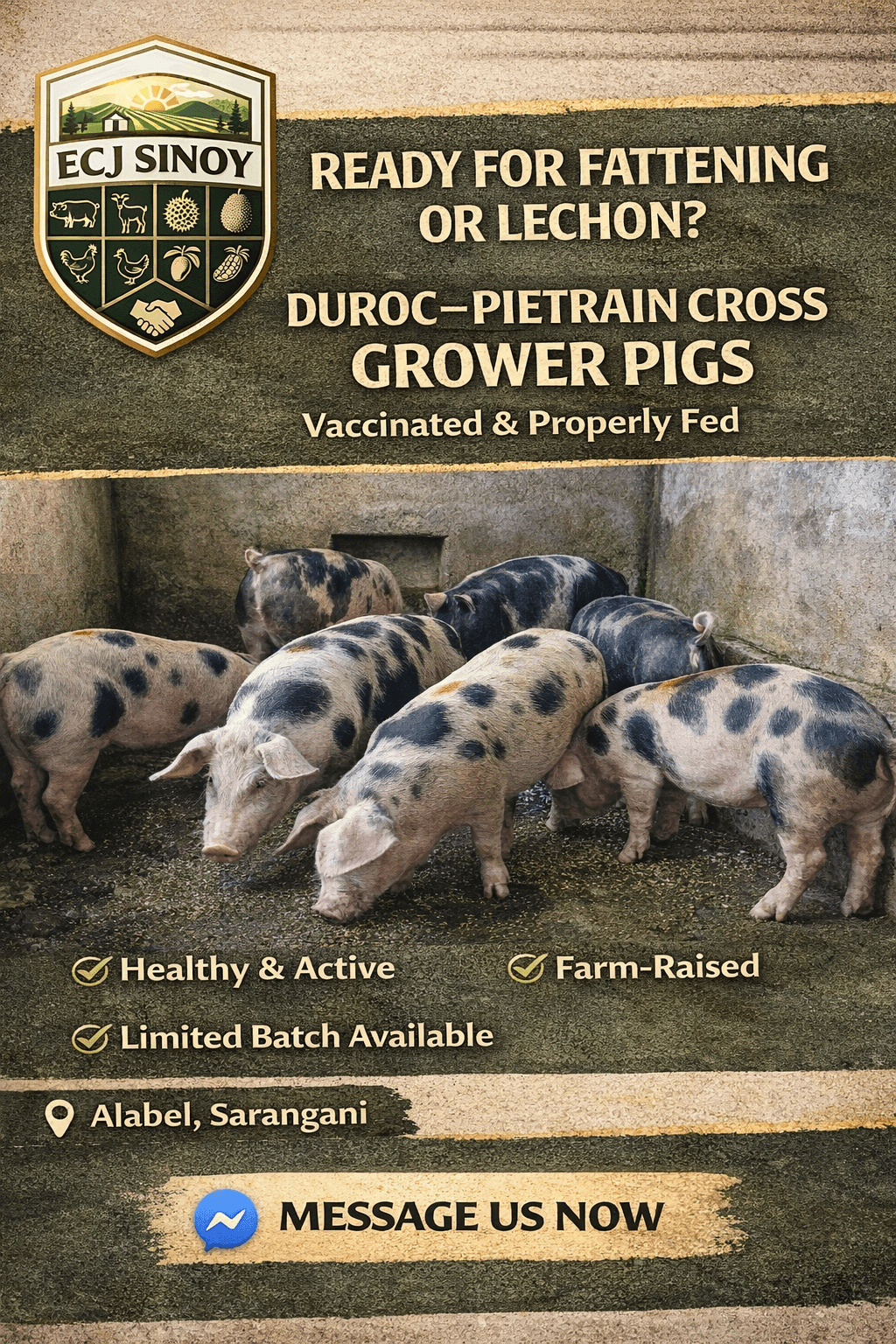Duroc–Pietrain Cross Grower