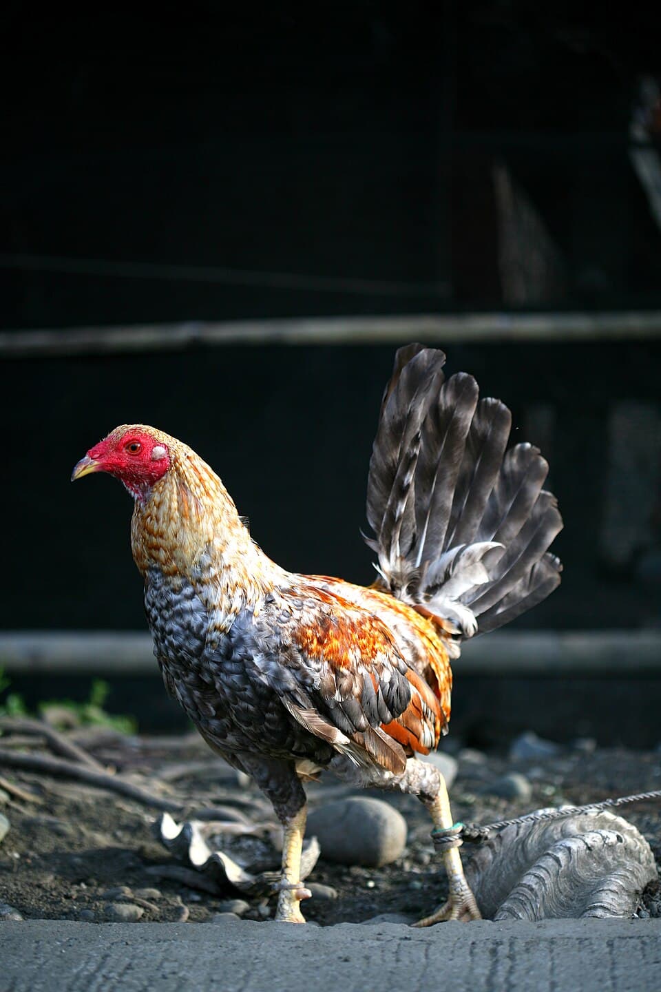 Native Chickens / Bisaya Manok