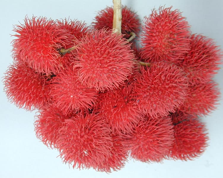 Rambutan Season 2026: What You Need to Know